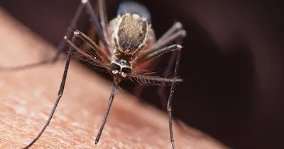 Sivrisineklerin sürekli sizi ısırmasının altında öyle bir neden var ki... Çok şaşıracaksınız