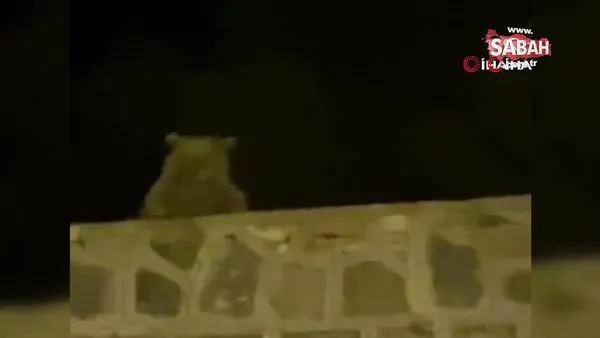 Son dakika haberi... Kars Sarıkamış’ta vatandaşlara el sallayan ayı kamerada | Video