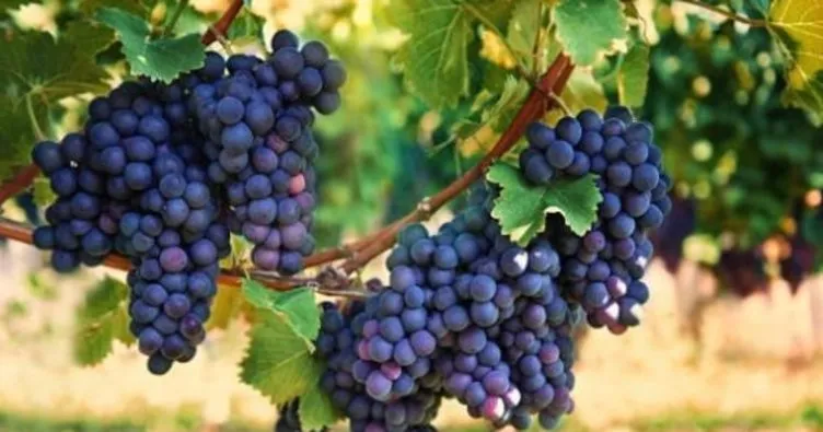 Akciğer kanserine karşı siyah üzüm