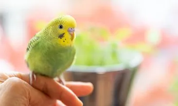 Muhabbet Kuşu Bakımı Ve Özellikleri: Evde Muhabbet Kuşu Nasıl Beslenir, Nasıl Eğitilir Ve Bakılır?