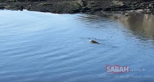 Gizemli deniz yaratığı balıkçıyı şaşkına çevirdi!