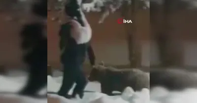 Sarıkamış’ta boz ayının insan maketiyle sınavı kamerada | Video