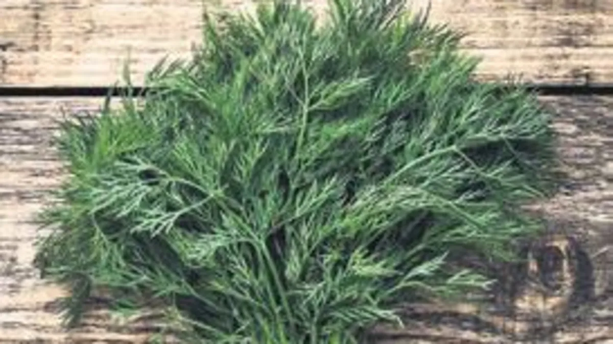 Dereotunun faydası saymakla bitmiyor