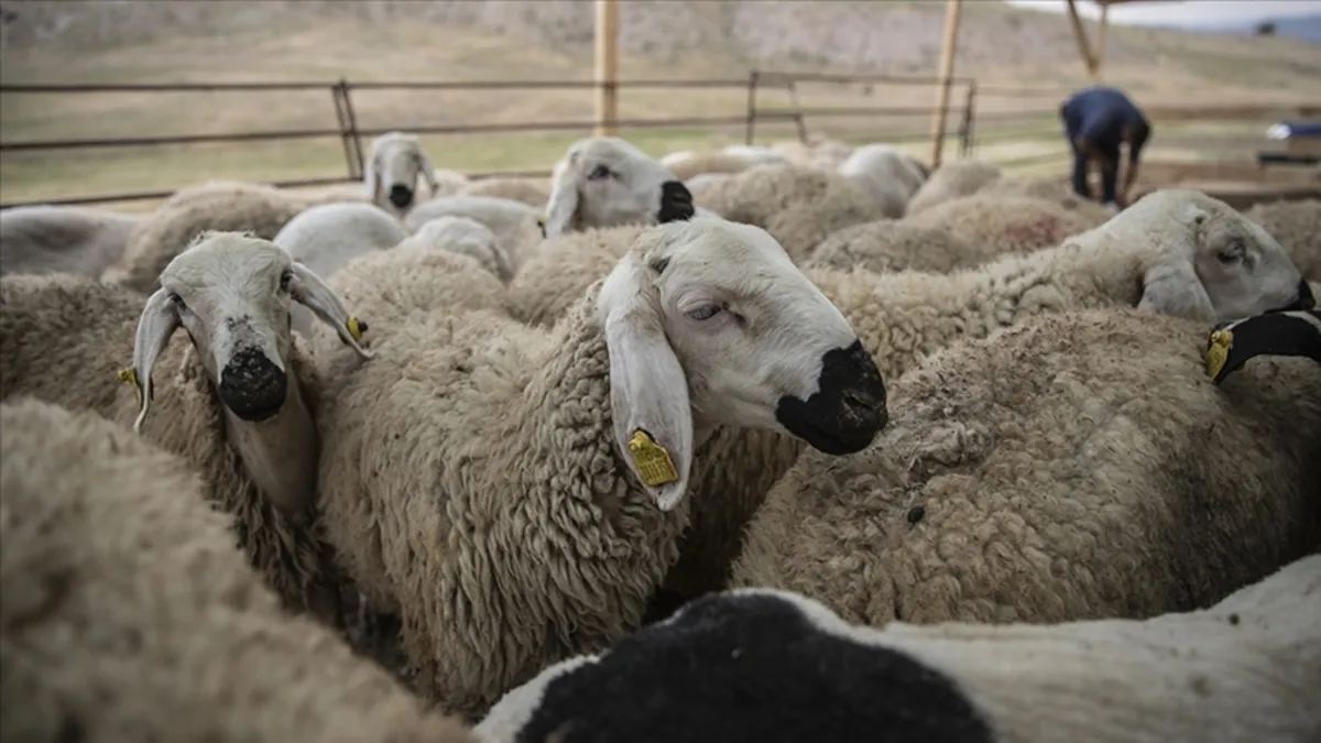 KIRSALDA BEREKET KÜÇÜKBAŞA DESTEK! Kırsalda bereket küçükbaşa destek projesi şartları neler?