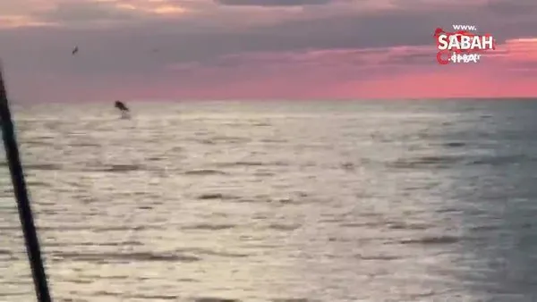 Gün batımında sahile 100 metre uzakta yunusların muhteşem şovu | Video