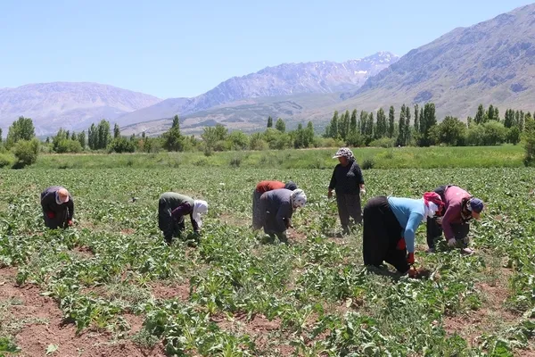 kadin-tarim-iscileri-35-dereceye-varan-sicaklara-ragmen-aksam-saatlerine-kadar-capa-yapip-ot-yoluyorlar-1751400879852.jpg