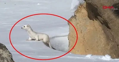 Kars’ta çok nadir yeraltından çıkan beyaz gelincik böyle görüntülendi | Video