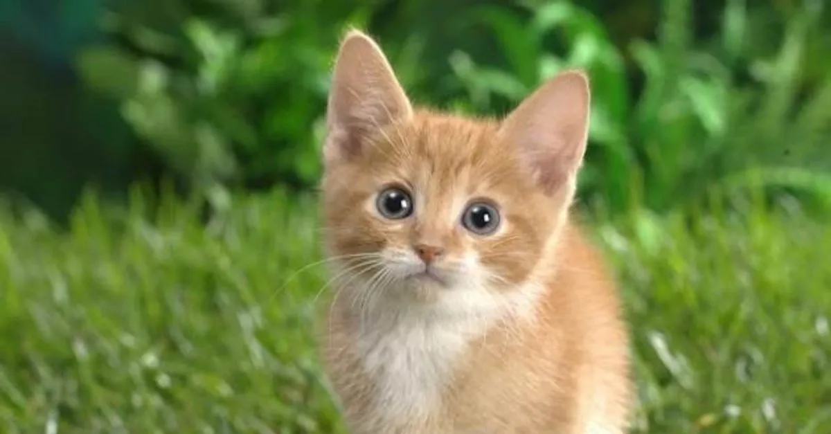 erkek ve disi kedi isimleri en guzel populer erkek ve kiz kedi isimleri onerileri listesi galeri yasam