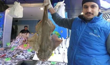 Marmara Denizi’nde balıkçı ağlarına köpekbalığı takıldı