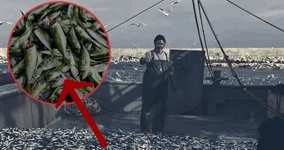 O balıkta bolluk yaşandı! Balıkçının yüzü güldü