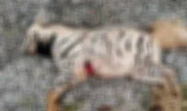 Nesli tükenen sırtlanı vurdular