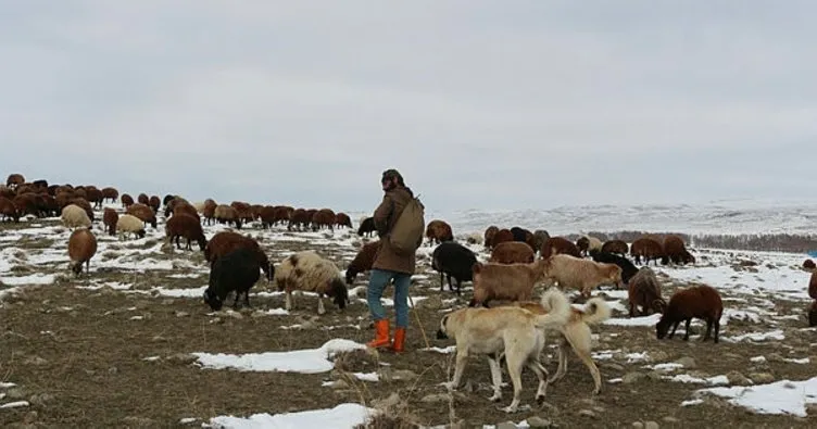 Dondurucu soğuğa rağmen hayvanlarını otlatıyor