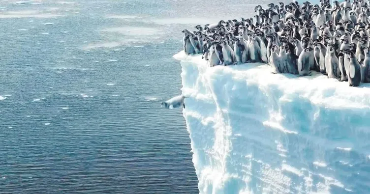 Bebek penguenlerin suyla buluşması görüntülendi