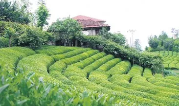 Çaya gençlik aşısı