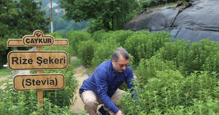 Rize Şekeri Stevia’nın ilk hasadı yapıldı
