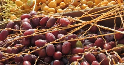 Bir haftada göbek yağlarını hızlıca eritiyor! İşte inanılmaz hurma diyeti