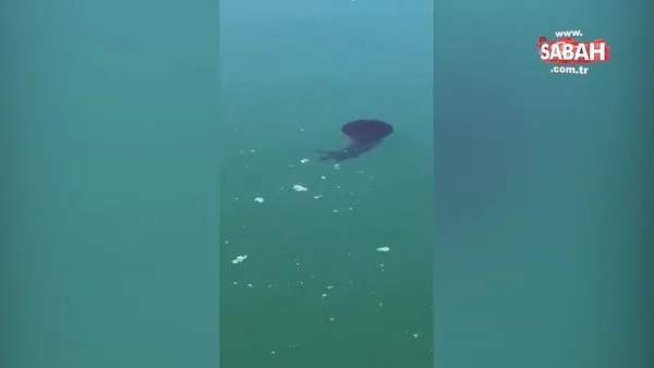 İzmit Körfezi’nde zehirli denizanası görüldü! | Video