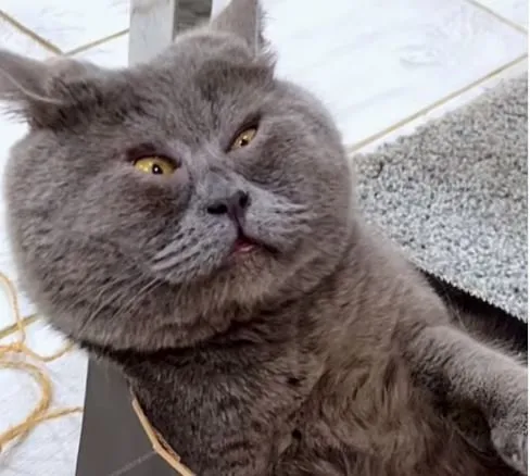 Instagramı sallayan kedi! Dünya onu izliyor: Öyle bir özelliği var ki...