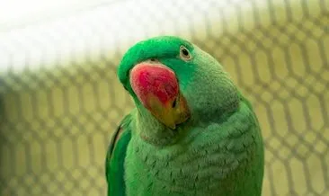 Gaziantep’te 8 Pakistan papağanı ele geçirildi