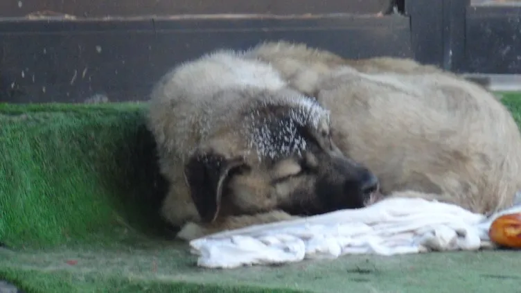 Kars buz kesti: Termometreler eksi 21’i gördü kirpikler dondu!