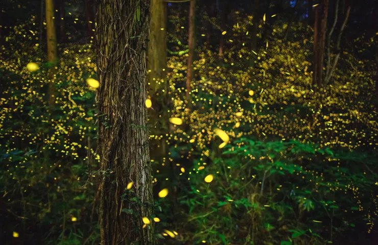ATEŞBÖCEKLERİNİN GİZEMİ ÇÖZÜLDÜ: NEDEN AYNI ANDA PARLIYORLAR?