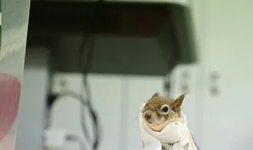 Dunyada Ilk Kez Bir Sincaba Protez Kol Takilacak Marmara Haberleri