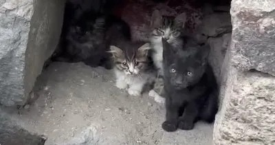 Öyle vicdansızlık görülmedi! 25 kediyi dağın zirvesine çıkarıp ölüme terk ettiler #kayseri