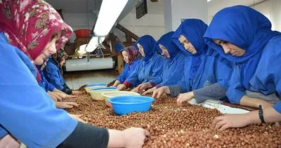 Fındık ihracatında artış trendi sürüyor #trabzon
