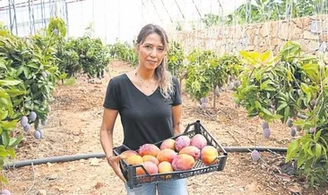 Mango hasadı başladı