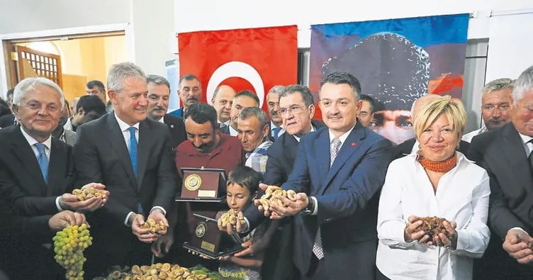 Kuru üzüm için alımlar başlıyor