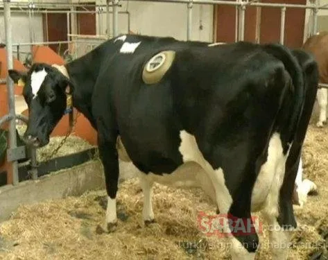 Bu resmen vahşet! Birkaç litre fazla süt için ineklere yaptıklarına bakın