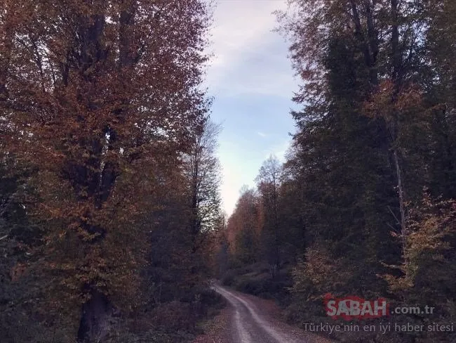 Karadeniz’in Nebiyan Dağı’nda sonbahar!
