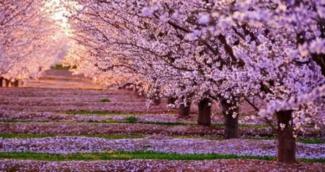 Sakura Ne Demek? Neyi Simgeler, Hikayesi Nedir, Sakura Nedir?