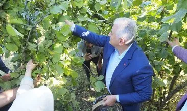 Binali Yıldırım Düzce’de fındık topladı