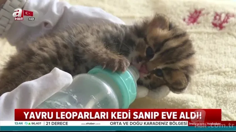 Yavru leoparları kedi sanıp eve getirdi