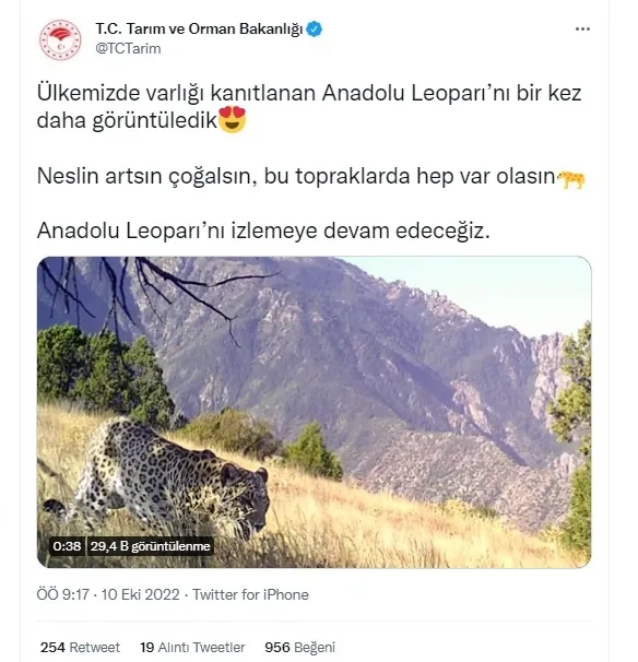 anadolu-leopari-goruntulendi-bakanlik-anadolu-leoparini-izlemeye-devam-edecegiz-1665390508340.jpg