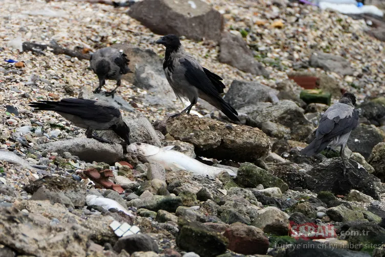 İzmir Körfezi’ndeki kötü koku ve balık ölümleri bitmiyor: Denizin rengi kahverengiye döndü