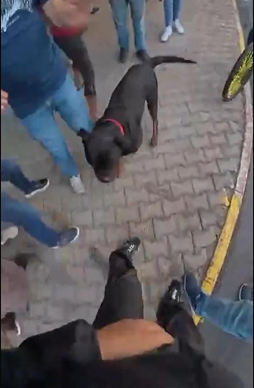 son-dakika-rottweiler-cinsi-kopek-dehset-sacti-genc-kadinin-kabus-dolu-anlari-kamerada-bacaklarindan-ve-karnin-1761201399114.jpeg SON DAKİKA… Rottweiler cinsi köpek dehşet saçtı! Kabus dolu anlar kamerada: Bacaklarından ve karnından…