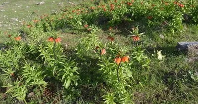 Muş’ta ters laleler, doğayı renklendirdi