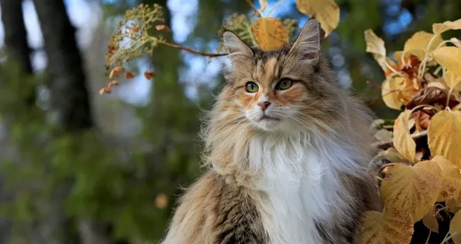 Kedi Karma Aşı Nedir? Kedilerde Karma Aşı Ne Zaman, Yılda Kaç Kez Yapılır?