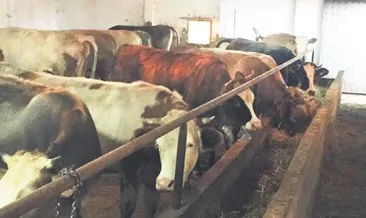 Kurbanlık seçerken dikkat edin