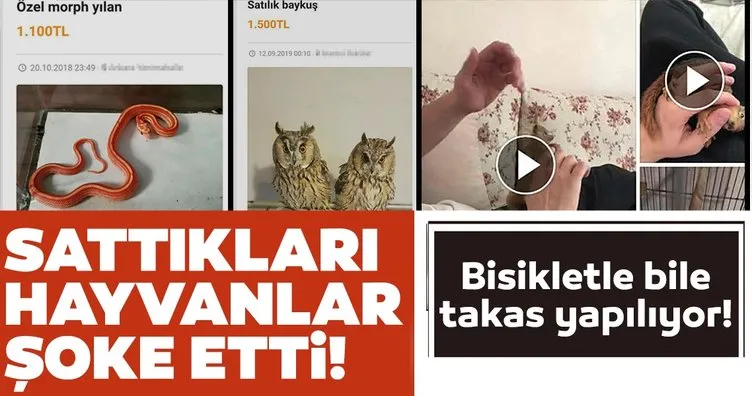 İnternetten sattıkları hayvanlar şoke etti! Adana’da satılması yasak hayvanların ticareti yapıldığı ortaya çıktı
