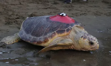 Caretta Caretta Tuba Bari’ye ulaştı