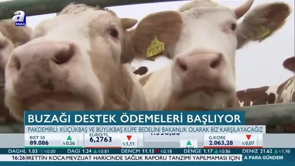 Buzağı destek ödemeleri başlıyor!