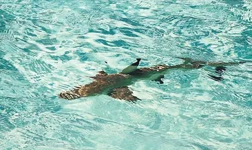 Köpekbalığı bir kişiyi parçaladı