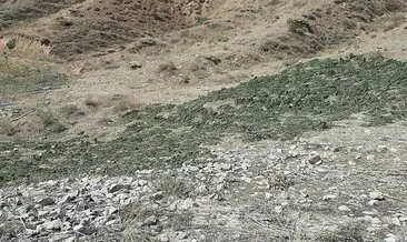 Bingöl’de kırsalda kurumaya bırakılmış 289 kilo kubar esrar ele geçirildi