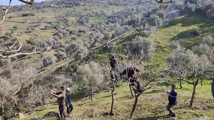 Yenipazar’da proje kapsamında antep fıstığı ağaçlarının budaması yapıldı