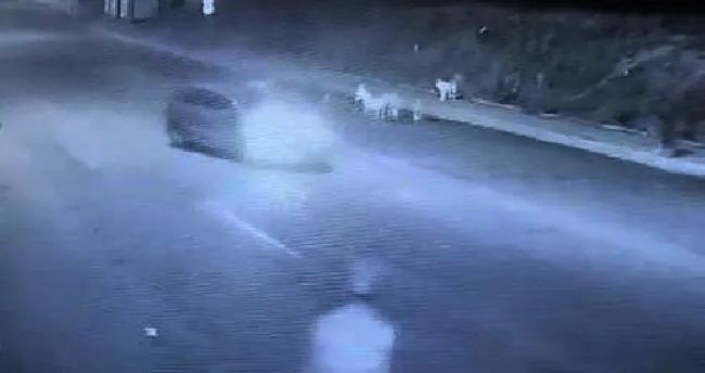 Yolda yatan sokak köpeğinin üzerinden geçti: Diğer köpekler başından ayrılmadı! Yolda yatan sokak köpeğinin üzerinden geçti: Diğer köpekler başından ayrılmadı!