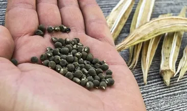 Yüksek kolesterolü dibe çekiyor! Haftada tek bir porsiyonla damarları gençleştiren o besin