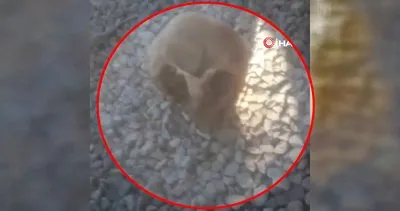 Muğla Bodrum’daki dehşette son dakika! Köpeklerin bulduğu kafatasının sırrı çözüldü | Video